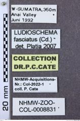 Etikette zu Ludioschema fasciatum (NHMW-ZOO-COL-0008831)